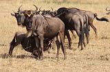 TANZANIA - Serengeti National Park - Lobo - 28